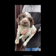 Cocker Spaniel (Working &amp; Show) - Both