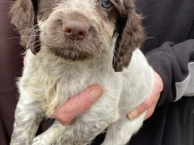 Cocker Spaniel (Show) - Both