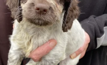 Cocker Spaniel (Show) - Both
