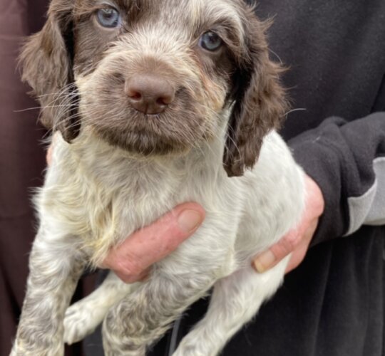 Cocker Spaniel (Working &amp; Show)