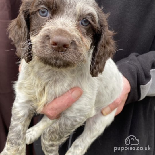 Cocker Spaniel (Working & Show) - Both