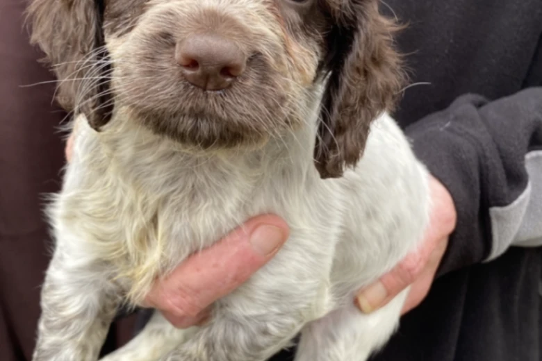 Cocker Spaniel (Show) - Both