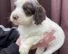 Cocker Spaniel (Show) - Both