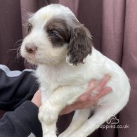 Cocker Spaniel (Working & Show) - Both