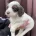 Cocker Spaniel (Show) - Both