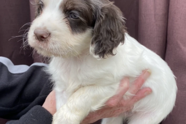 Cocker Spaniel (Show) - Both