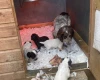 Cocker Spaniel (Show) - Both