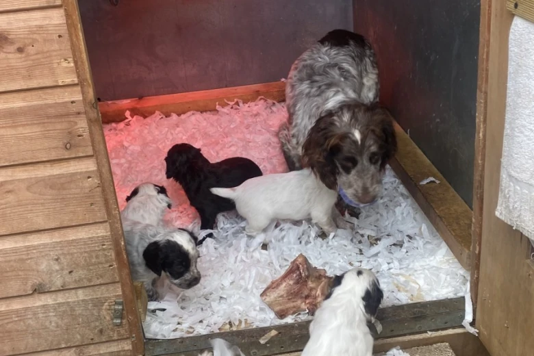 Cocker Spaniel (Show) - Both