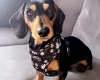 Dachshund (Smooth Haired)