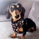 Dachshund (Smooth Haired)