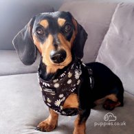 Dachshund (Standard & Miniature)