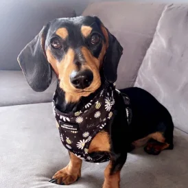 Dachshund (Standard &amp; Miniature)