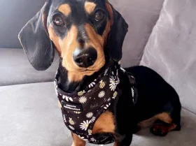 Dachshund (Smooth Haired)