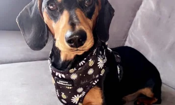 Dachshund (Smooth Haired)