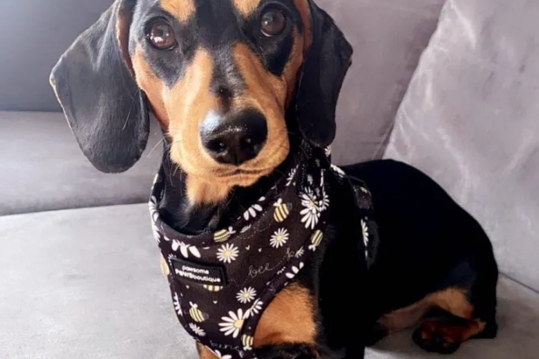 Dachshund (Smooth Haired)