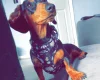 Dachshund (Smooth Haired)