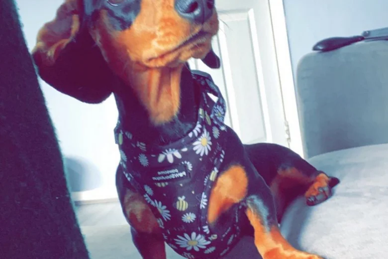 Dachshund (Smooth Haired)