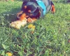 Dachshund (Smooth Haired)