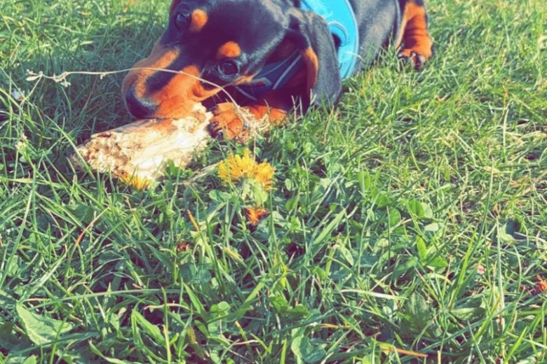 Dachshund (Smooth Haired)