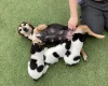 Jack Russell - Both