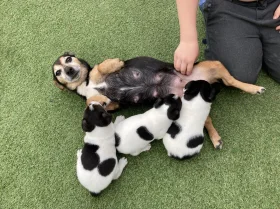 Jack Russell - Both