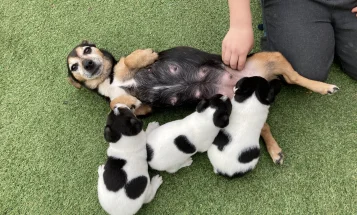 Jack Russell - Both