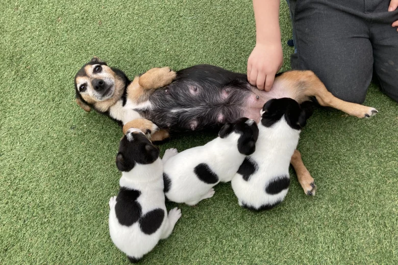 Jack Russell - Both