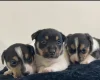 Jack Russell - Both