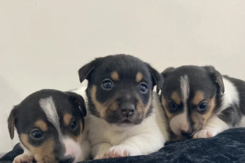 Jack Russell - Both