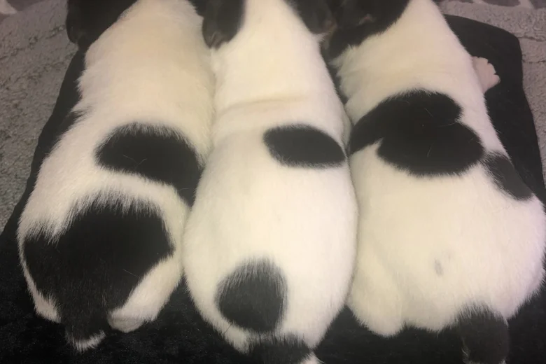Jack Russell - Both