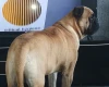 Bullmastiff