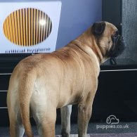 Bullmastiff