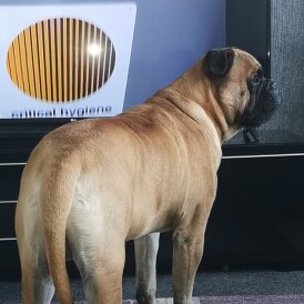 Bullmastiff