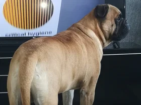 Bullmastiff