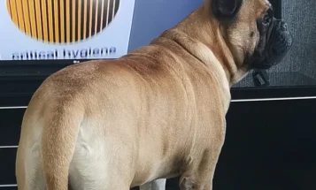 Bullmastiff