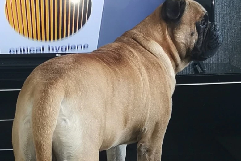 Bullmastiff