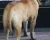 Bullmastiff