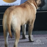 Bullmastiff