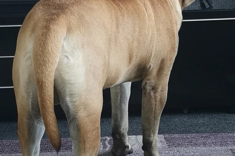 Bullmastiff