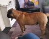 Bullmastiff