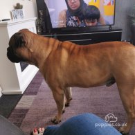 Bullmastiff