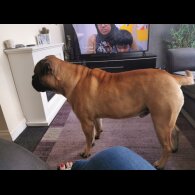 Bullmastiff