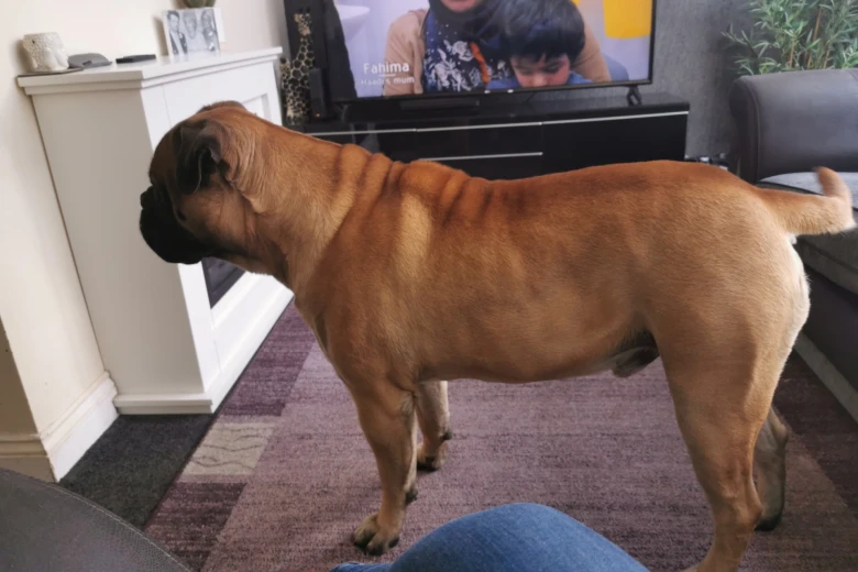 Bullmastiff