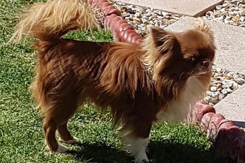 Chihuahua