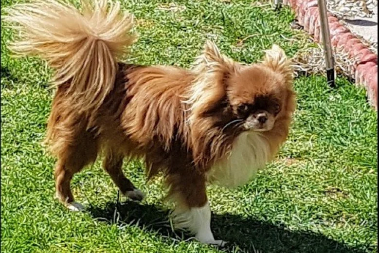 Chihuahua
