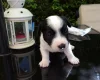 Jack Russell - Both