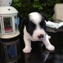 Jack Russell - Both
