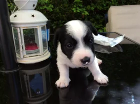Jack Russell - Both