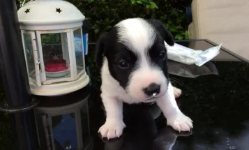 Jack Russell - Both