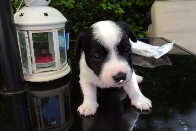 Jack Russell - Both